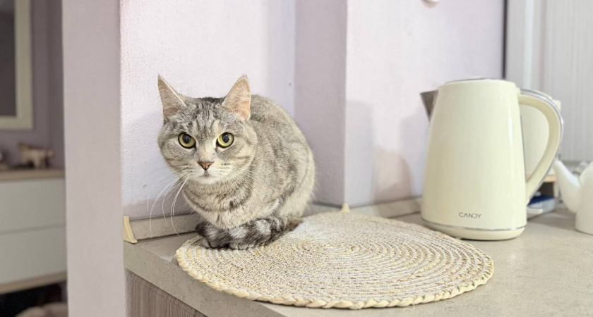    Первый городской канал Калининград