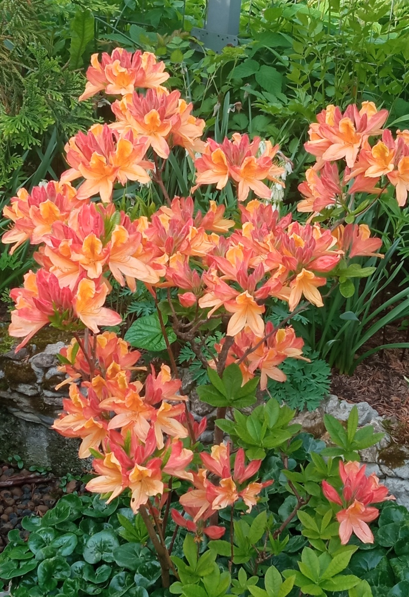 Листопадный, начало 2025