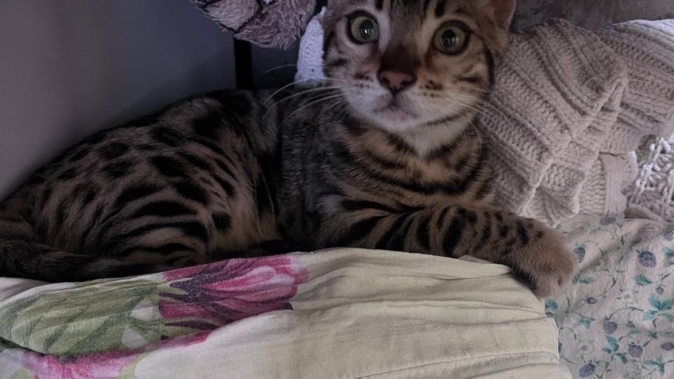 Ищет дом маленький красавец🏡