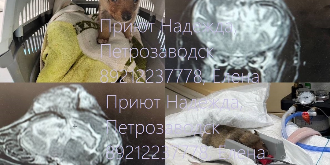 Ежик. Кр0вь, Стационар, Операция