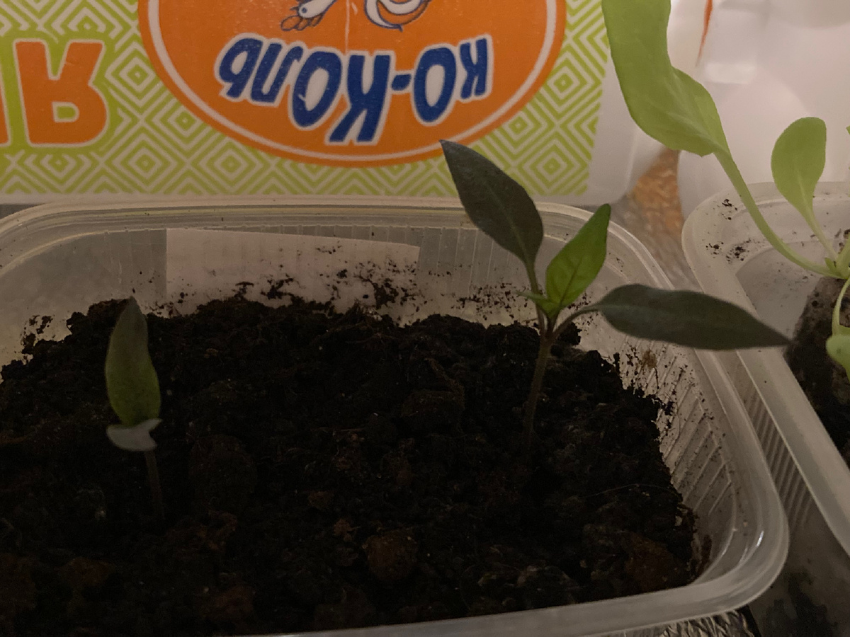 Это Мурасаки тогораши . Такой забавный - семядоли фиолетовые, а настоящие листья - блондины