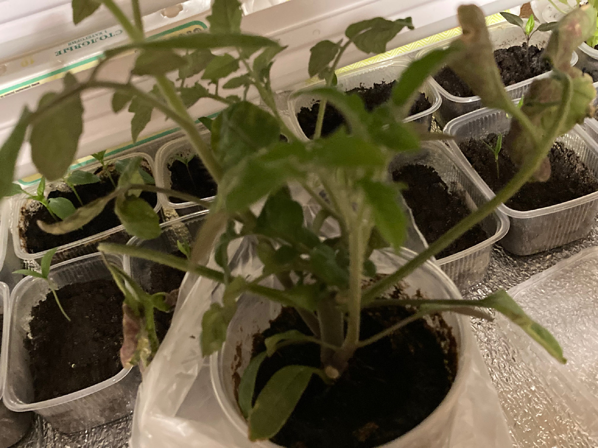 Эмперадор теперь мой 