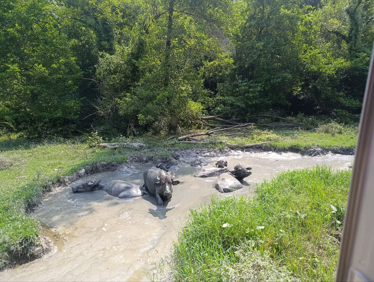 Отдыхающие буйволы