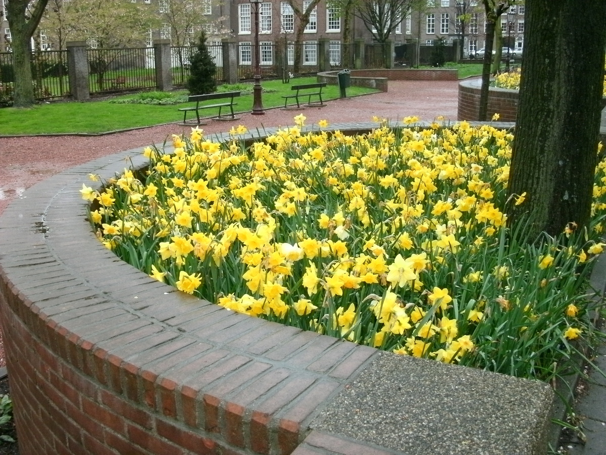 Амстердам, март. Фото автора канала 