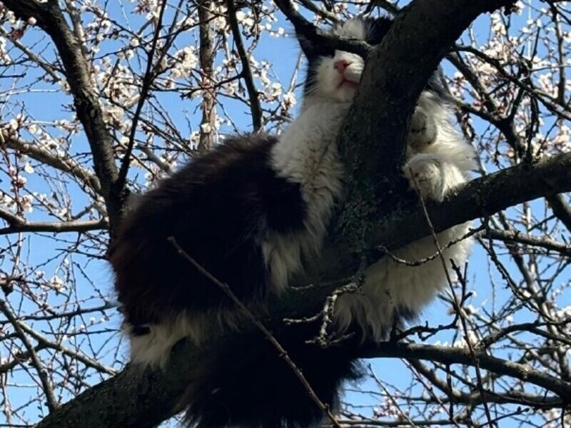    Фото Чубаровых. Валерия Стальная