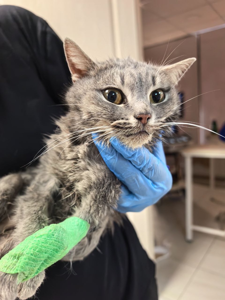 Глаза распахнутые, нос белый. Насмотрелась что-то я не эти анемии за последнее время. 