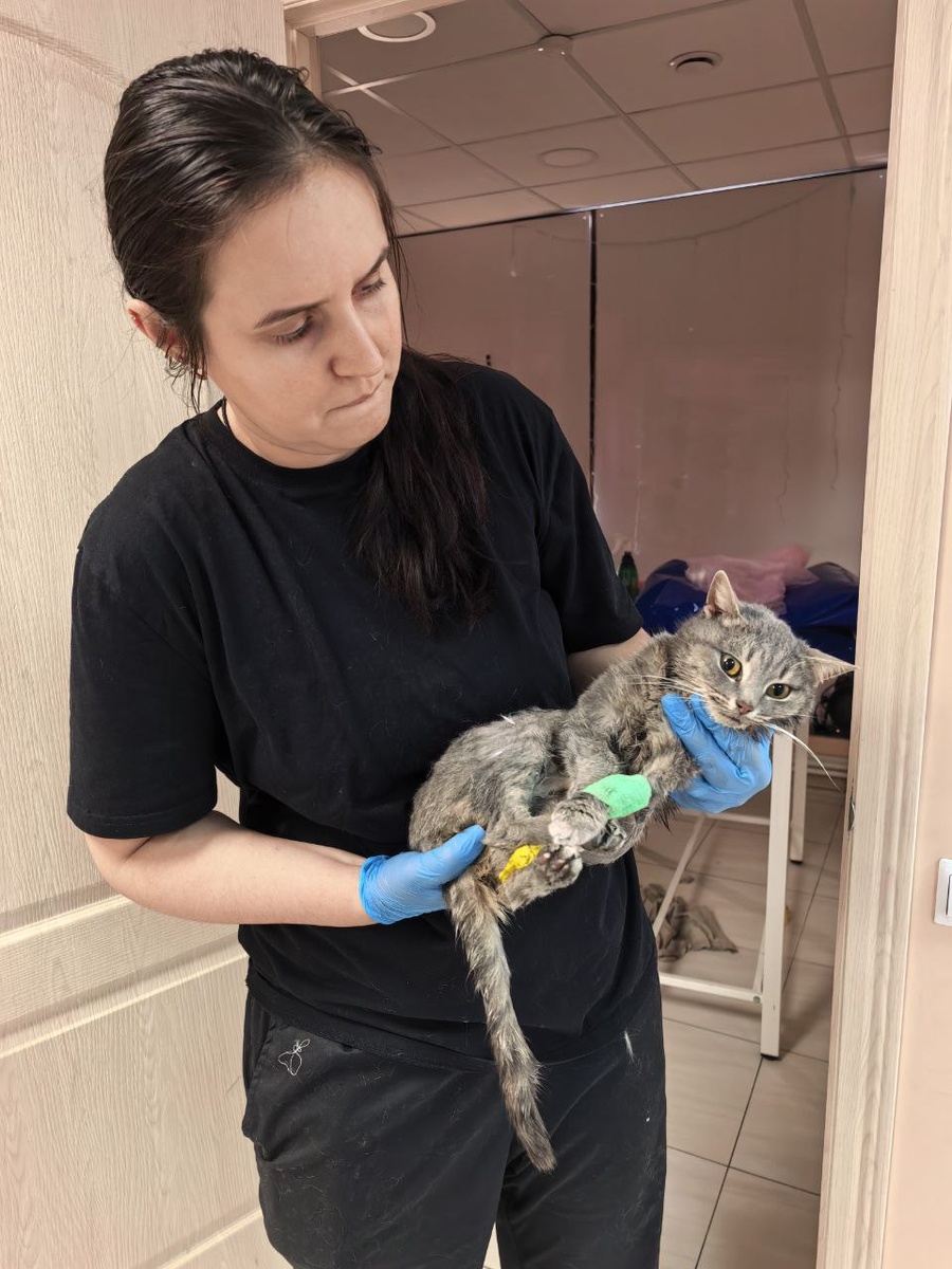 Кошечка тоненькая и почти прозрачная. Буду ждать вестей от Натальи Андреевны...