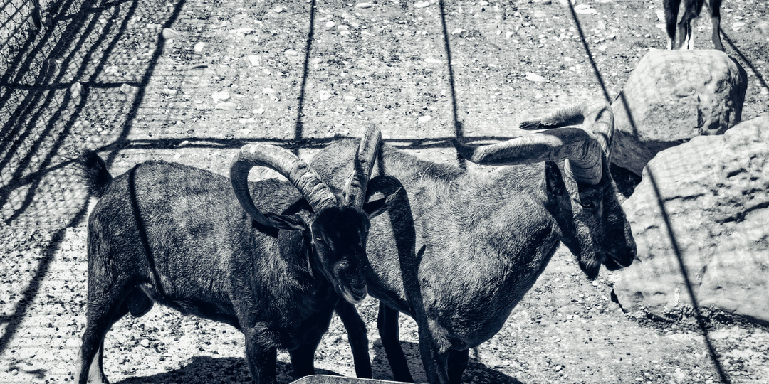 Почему я требую запретить охоту на дагестанских туров и чем помогут туристы.