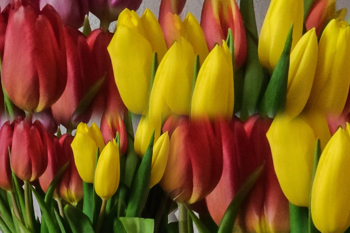 Мои тюльпаны