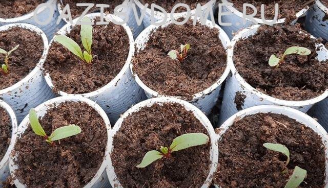 
Для выращивания рассады в емкостях подойдут сорта свеклы с круглыми плодами, так как длинные корнеплоды получаются укороченными.