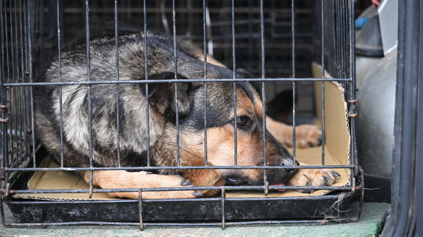    Фото: © РИА Новости/Константин Михальчевский