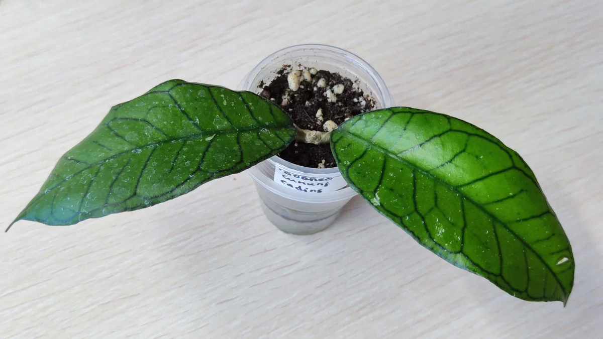 Hoya Gunung Gading  сразу после покупки.