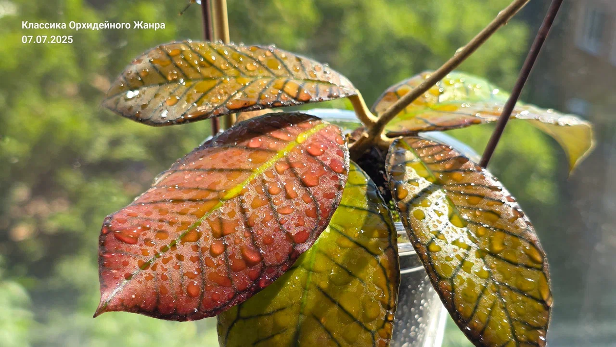 Лето 2025 года, листья начинают проявлять антоциановый загар.