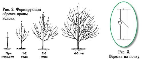 Формирующая обрезка молодой яблони: как за 2 года создать идеальный скелет кроны