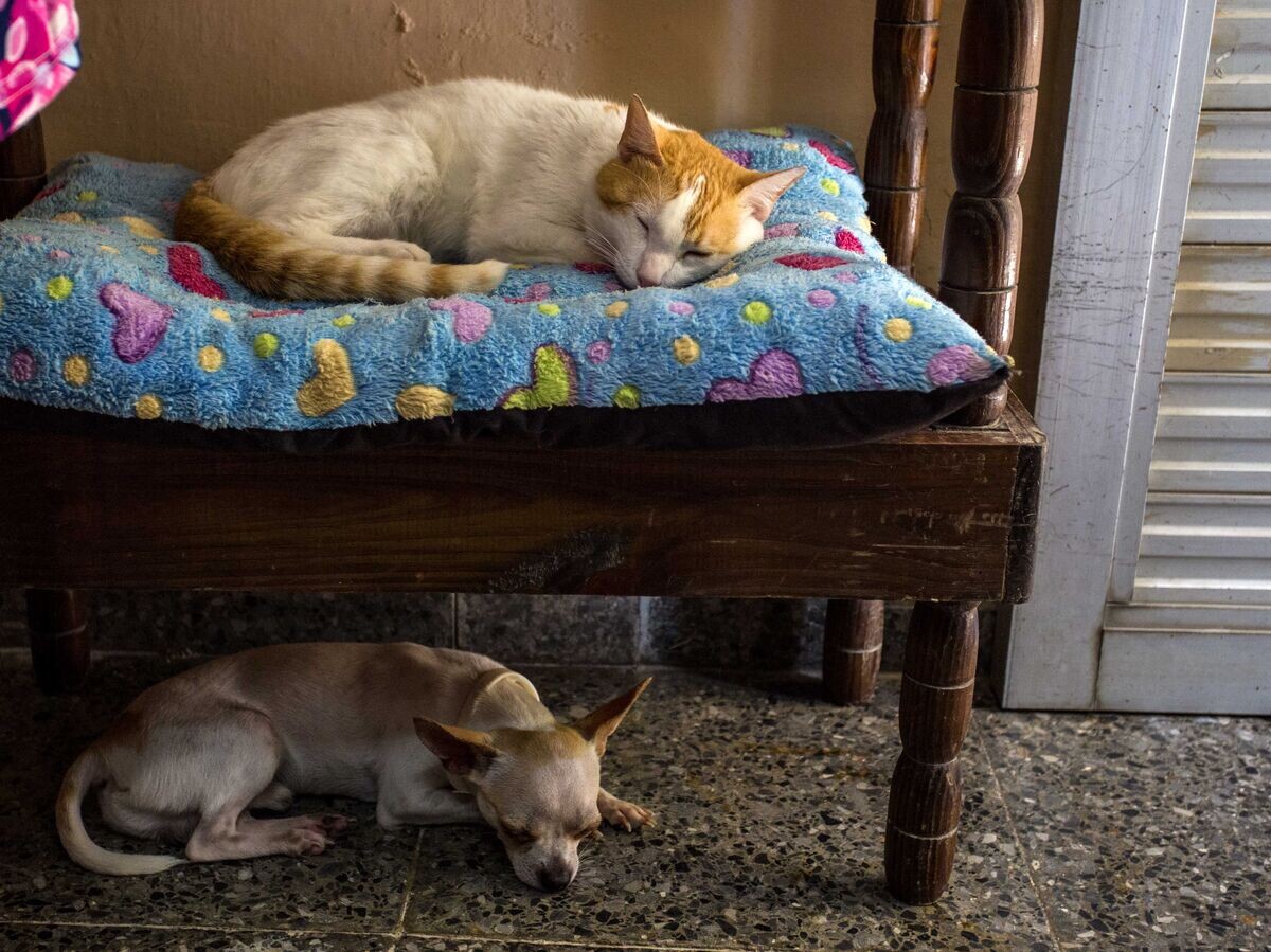    Кошка и собака спят в доме в Гаване | © AP Photo / Desmond Boylan