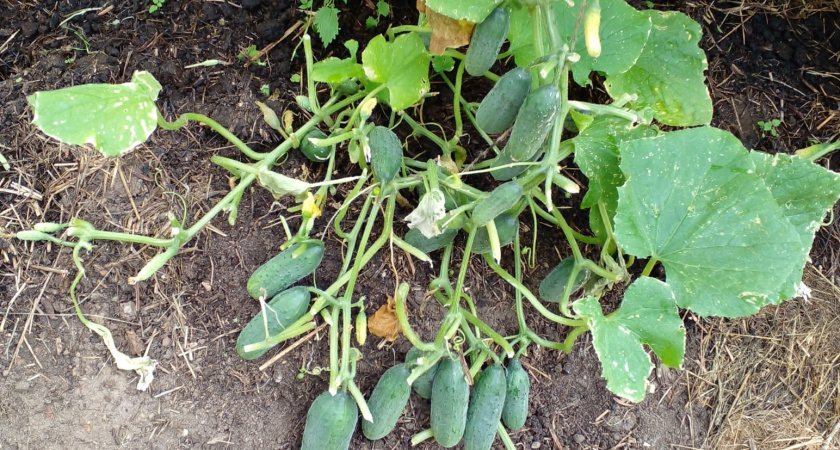    фото smilekaluga.ru