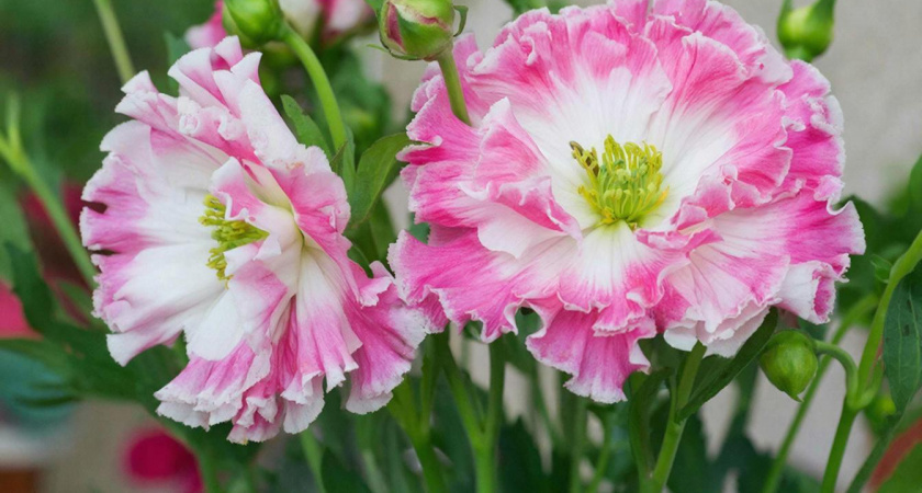    нейросеть shedevrum