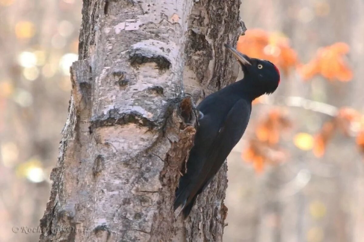    В лесах Хабаровского края дятлы начали строить «квартиры» для невест