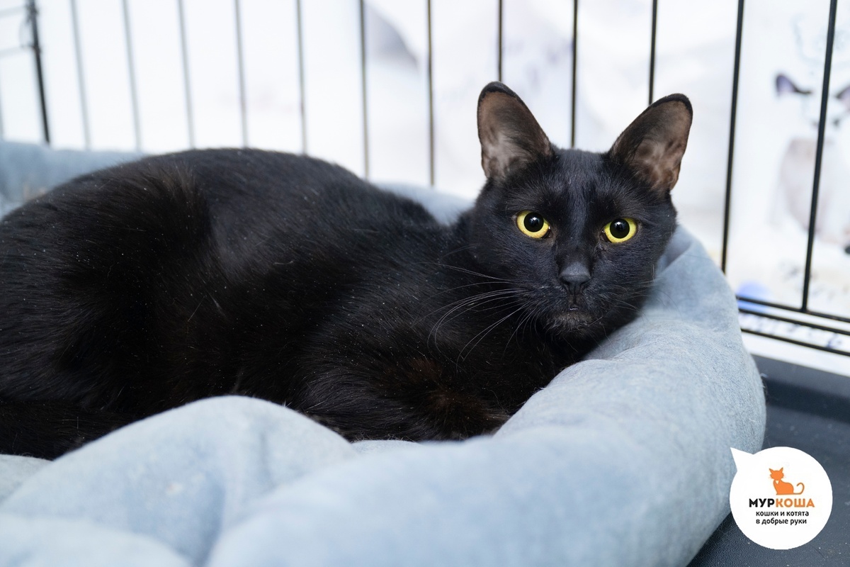 Феерию нашли на улице.