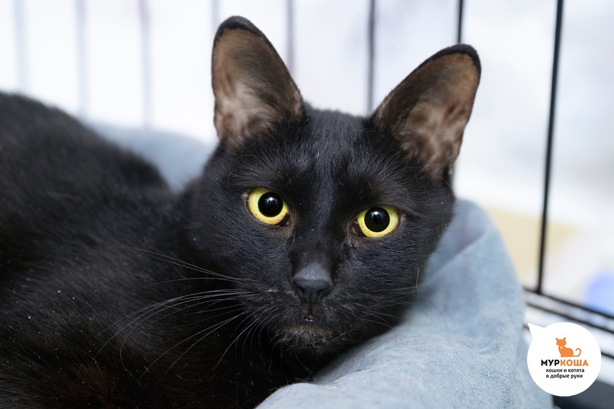 Феерия настоящая волшебница.