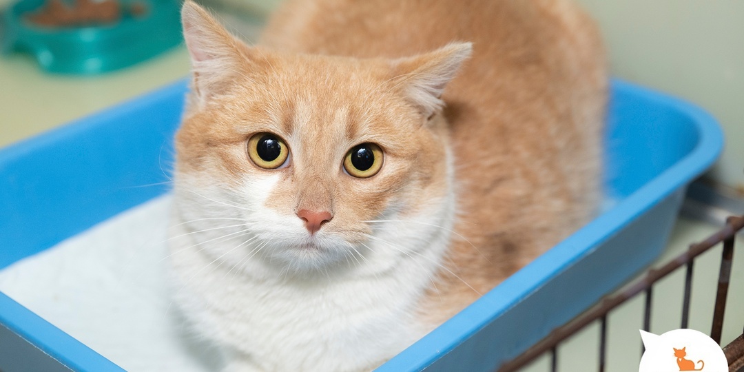 Кошечки, котята и котики — польза для вашего здоровья