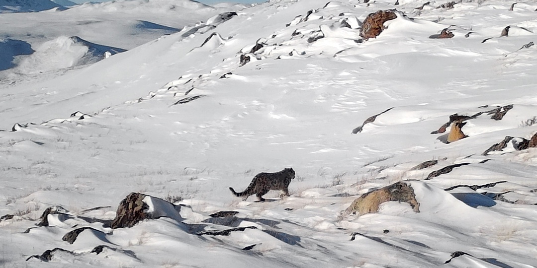 Там, где бродит ирбис: как прошла мартовская экспедиция по учёту снежного барса в Алтайском заповеднике