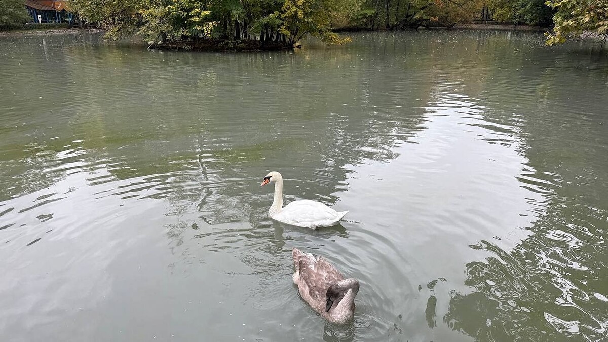    Фото: телеканал «Краснодар»