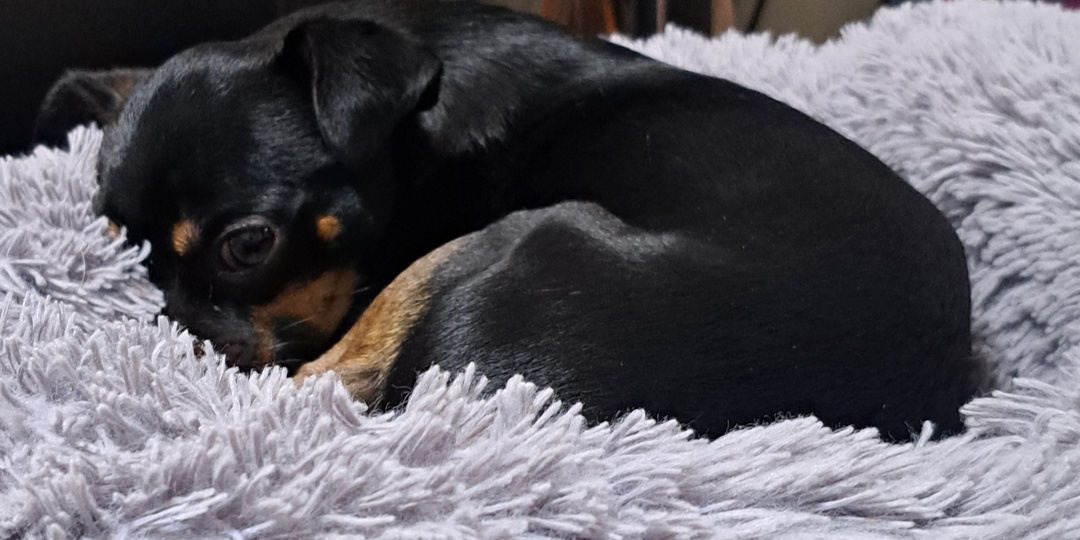 Байки о собаках, чему верить