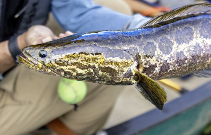 Ползучая тень: как змееголов, рыба-амфибия, захватывает пресноводные миры