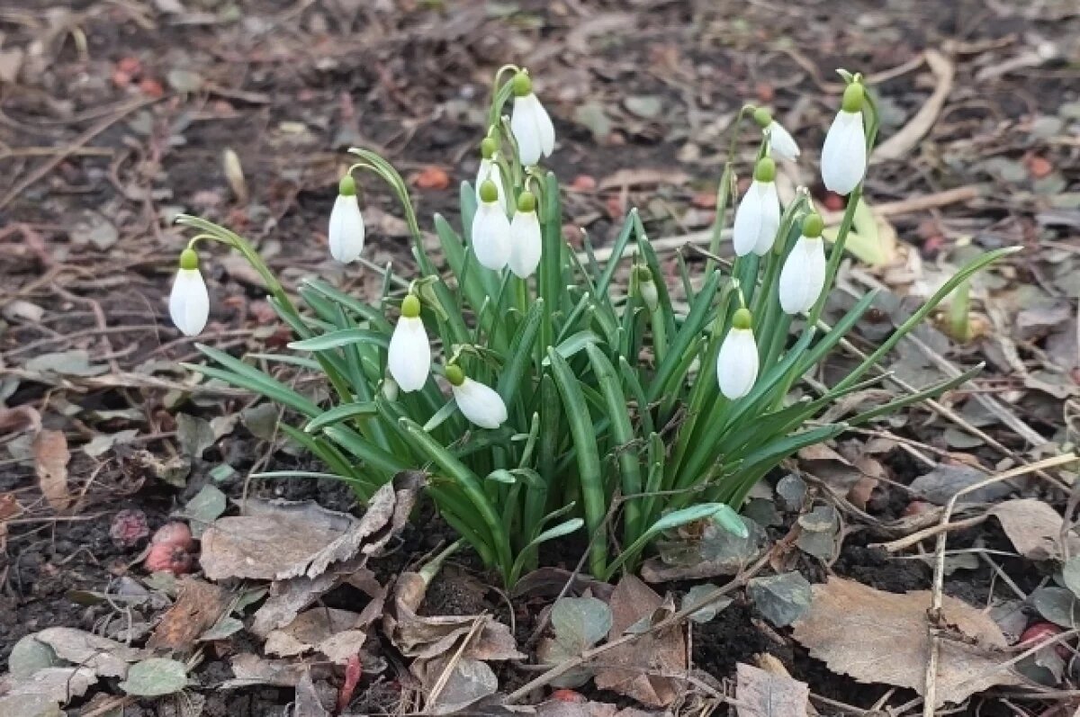    Тулякам напоминают об ответственности за сбор подснежников