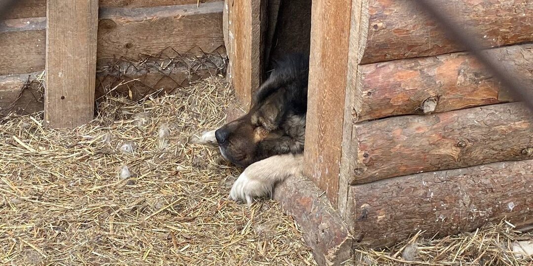 День Добра в приюте "Кот и Пёс".