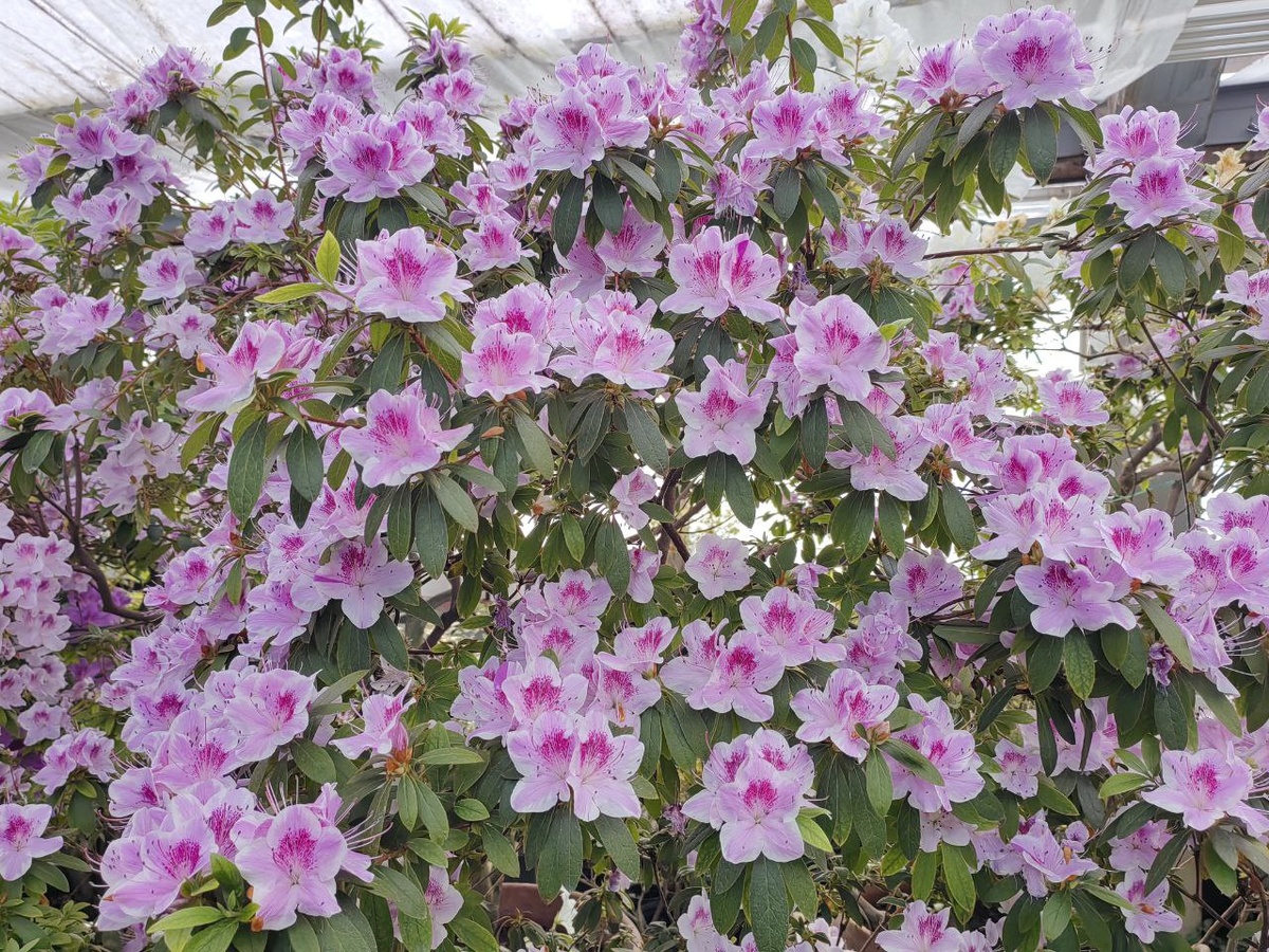 Фото: СибБС ТГУ Азалии в Ботаническом саду ТГУ