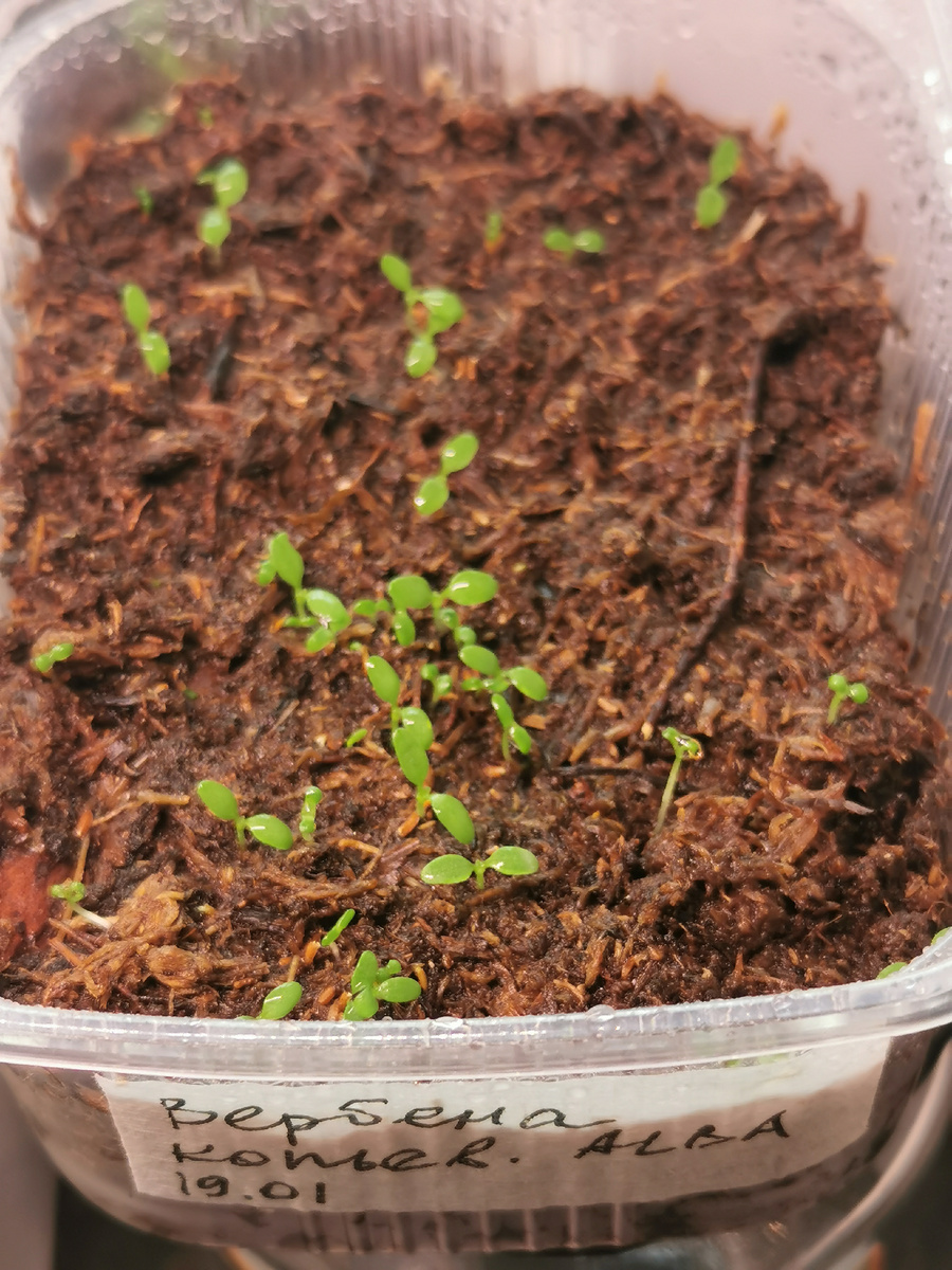 Это только начало прорастания кучи, пока все выглядит безобидно