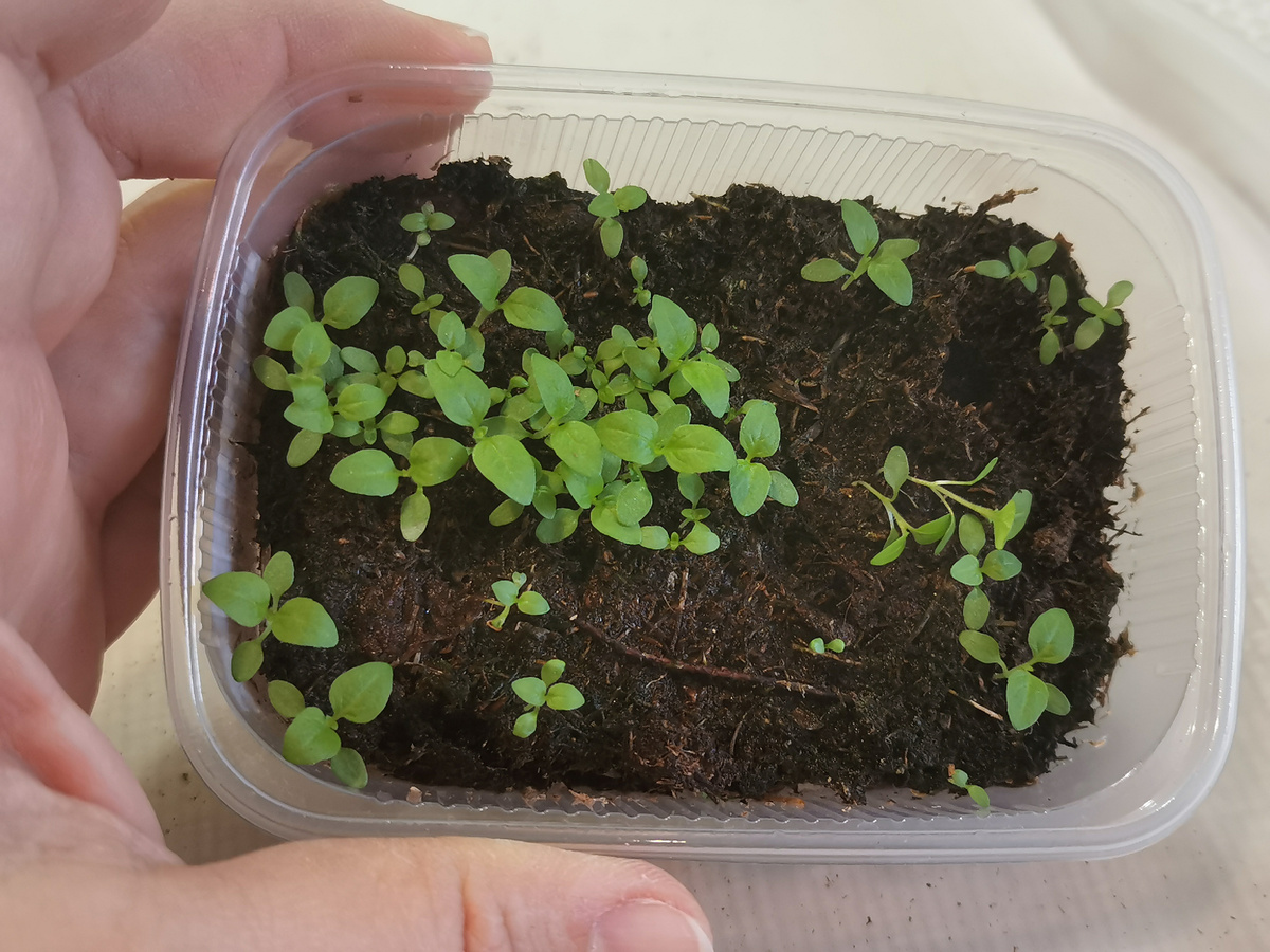 Всходам 16 дней