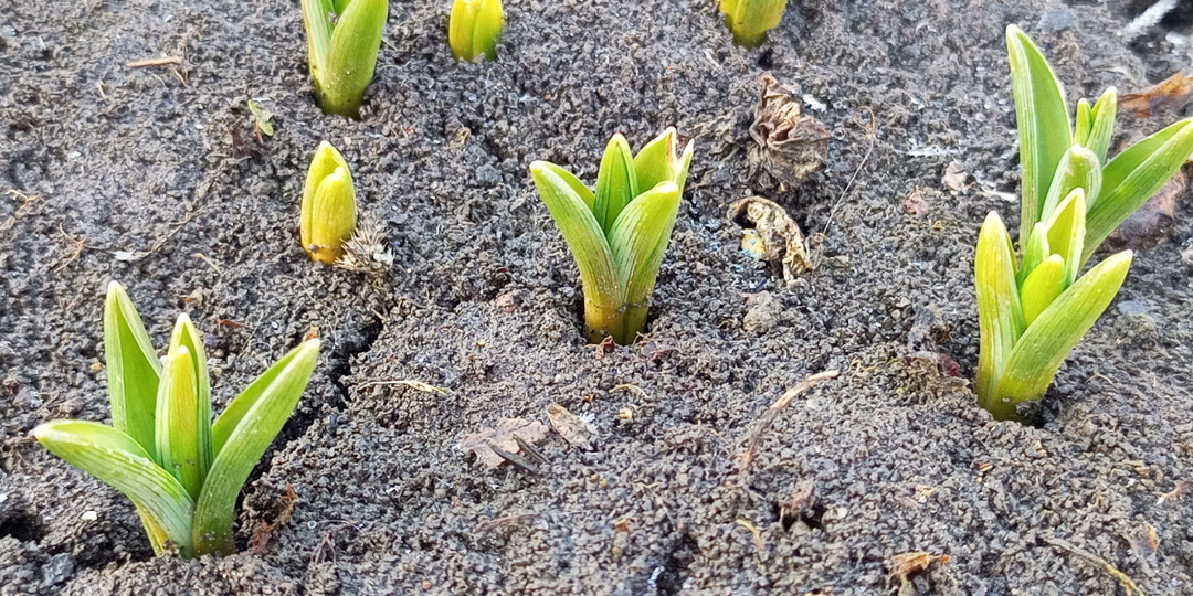 Весенние новости. 🌱🌷🌼🌼🌼