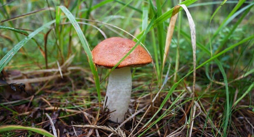    Елена Арсентьева / Фотобанк Лори