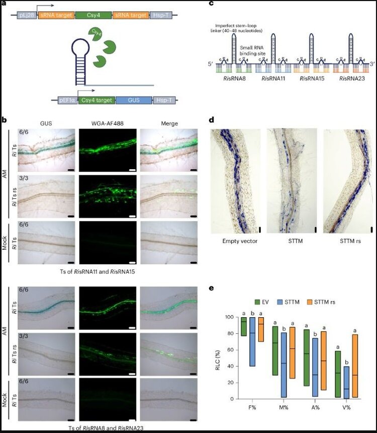 RisRNA передаются растению-хозяину и способствуют колонизации. Источник: Nature Plants (2026). DOI:10.1038/s41477-026-02247-2📷    У полезных арбускулярных грибов есть молекулярные отмычки для колонизации корней растений
