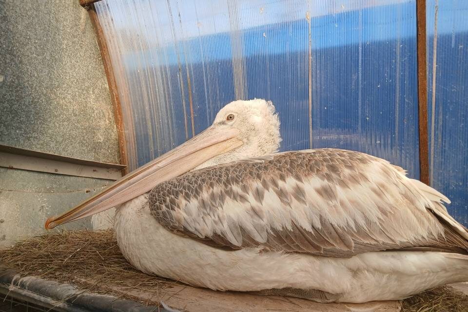    Фото: Центр реабилитации диких животных "Птичий Остров"