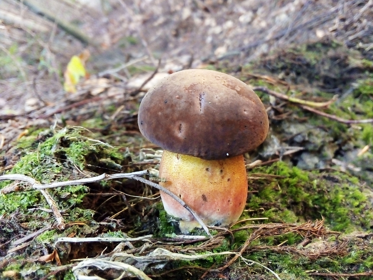 Фотография из интернета