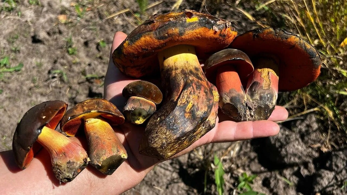 Фотография из интернета