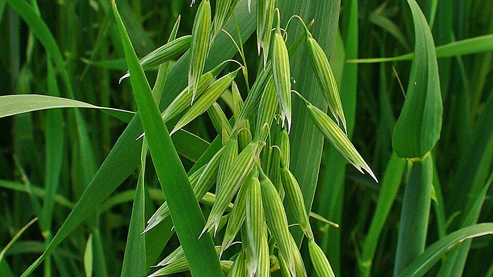 Овёс для кур несушек