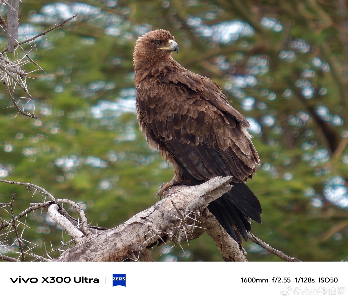 Фото Vivo/Хань Бо Сяо  📷
