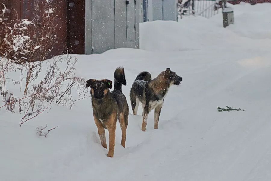 Собаки. Бродячие собаки. Псы Сергей Кулыгин, "БР"   📷