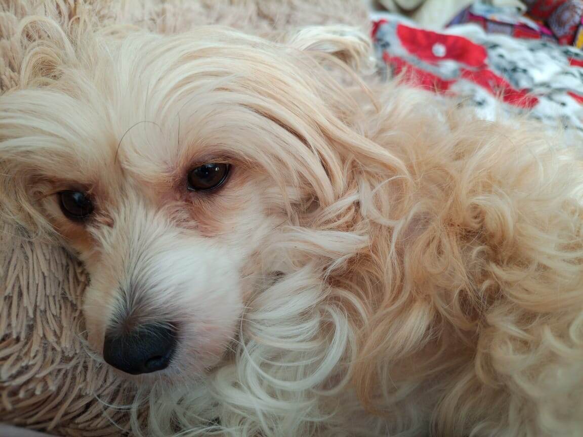 фото: собачка моей сестры