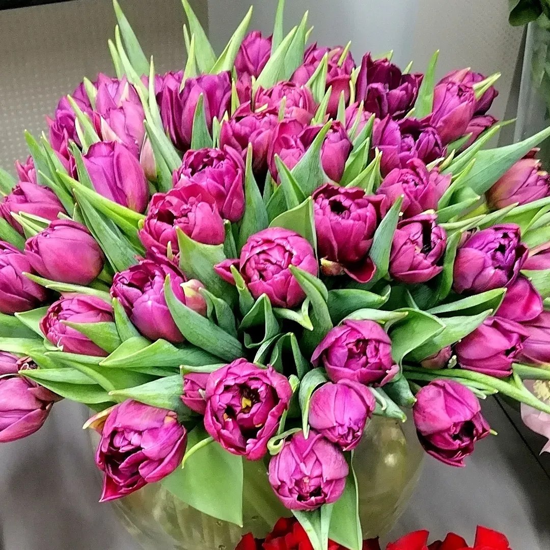 фото:тюльпаны