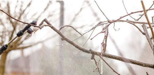 Опрыскивание в фазе "спящих почек". Фото из открытых источников
