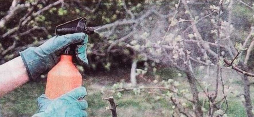 Обработка в фазе "зелёный конус". Фото из открытых источников