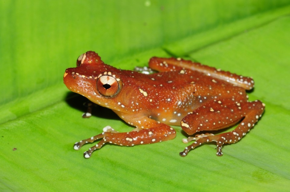 Крошечный веслоног цвета пряной корицы с россыпью белых «сахарных» крапинок.