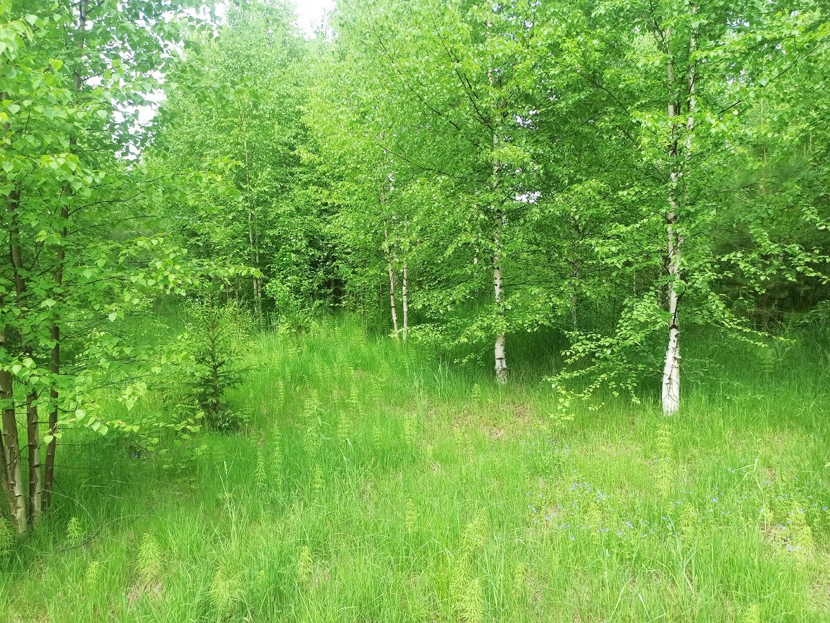 Цвет - зеленый!