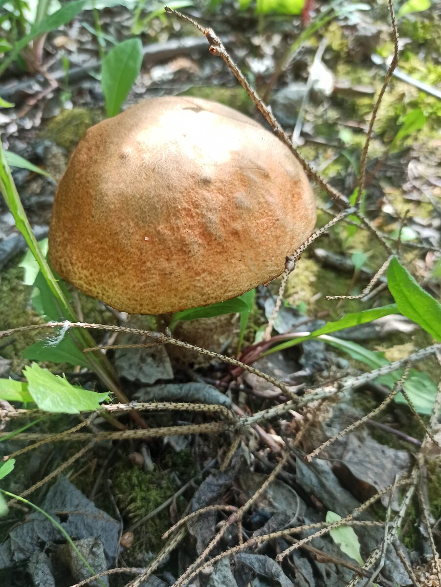 Желто-бурый богатырь